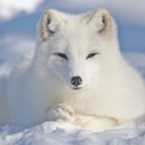 Wibu Không Hề Nhạt Nhẽo