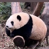 dongwushuodongwu