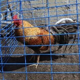 E.G.Hgamefowl