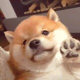 shanyulzk