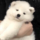 zhaidejingling0717