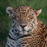 rosvi