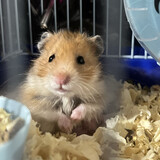 miaww_01