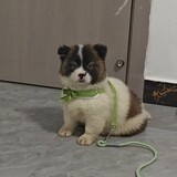 daidaibudaizhong