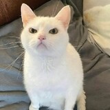 lafeierpusi