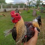 Rodel Oribello