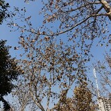 rulinguodao