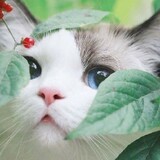 ไม่ชอบขนแมว