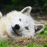 keaihulangcutewolfox
