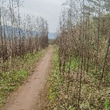 xiaoxiaoshuoying