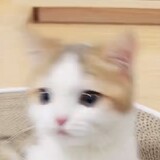 cuicuitangguo