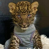 minishizhijinqianbao