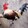 TURBOGAMEFOWLS