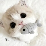 catnyangi