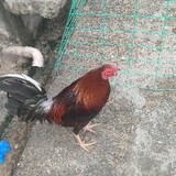 Ianbackyardbreeder