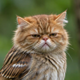 DerpyFluffs