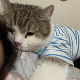 bobishizhixiaolanhai