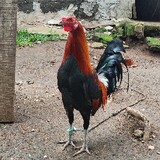 514PUNGOLGAMEFARM