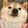 qionghuahua_