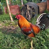 A&A gamefowls