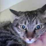 leileileilajiaopidan