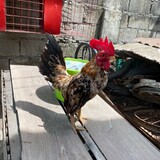 MKL_bantam