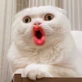 แมวเมี๊ยวเกมมิ่ง