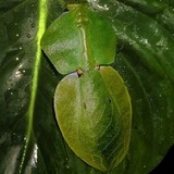 nanmeilingyebei