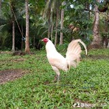 Herbert Desalis_9524
