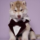 HUSKYTEERS TV2.0