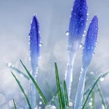 carbongalaxies_03