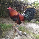 ACR_BACKYARDGF
