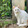 chibitide___