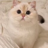 taocaiji___i