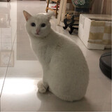 paopaozouzoufeifei