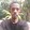 Oris Dhajo