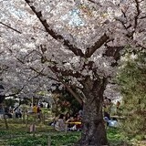 catherinezaifeixiang