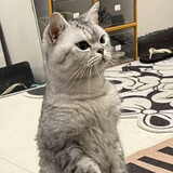 dazhishizhixiao___mi