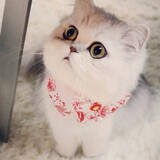 baiwancaifu