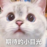 baigeideqiu