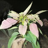 bili_2094157722