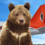 mansour-bear