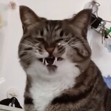 mianhuabushuijue