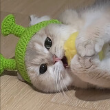 shiniangaozaiya