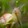 snailnian