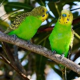 Birds Life
