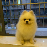 xiaozhupalouti