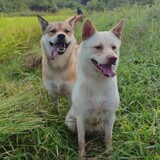 pipielena