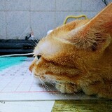 Genyindamowang-miaowu-