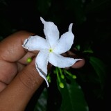 Ontu Ontu_7562